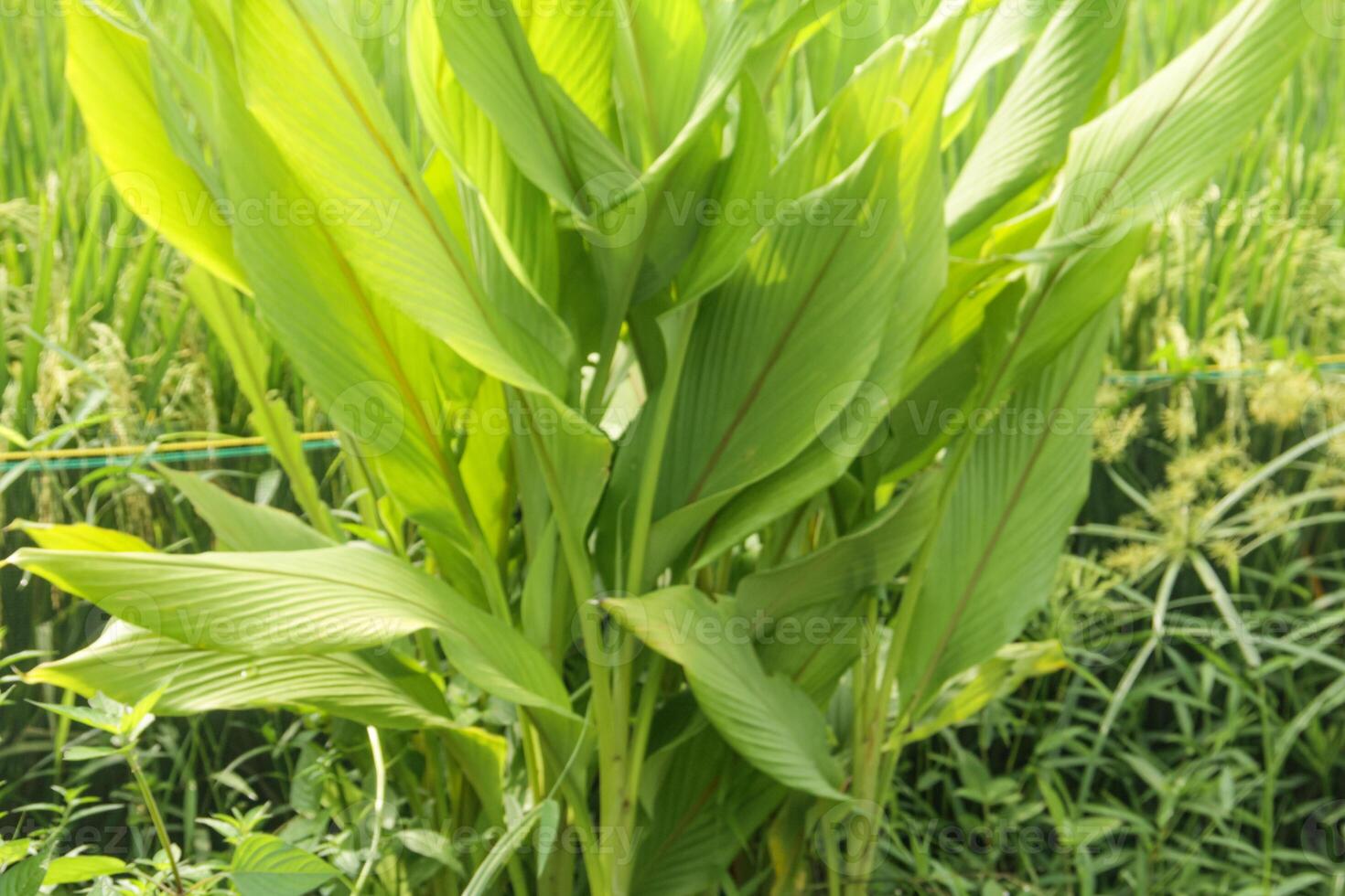 Turmeric or Curcuma longa Linn or rhizome root, a tuber plant that has a distinctive color and aroma photo