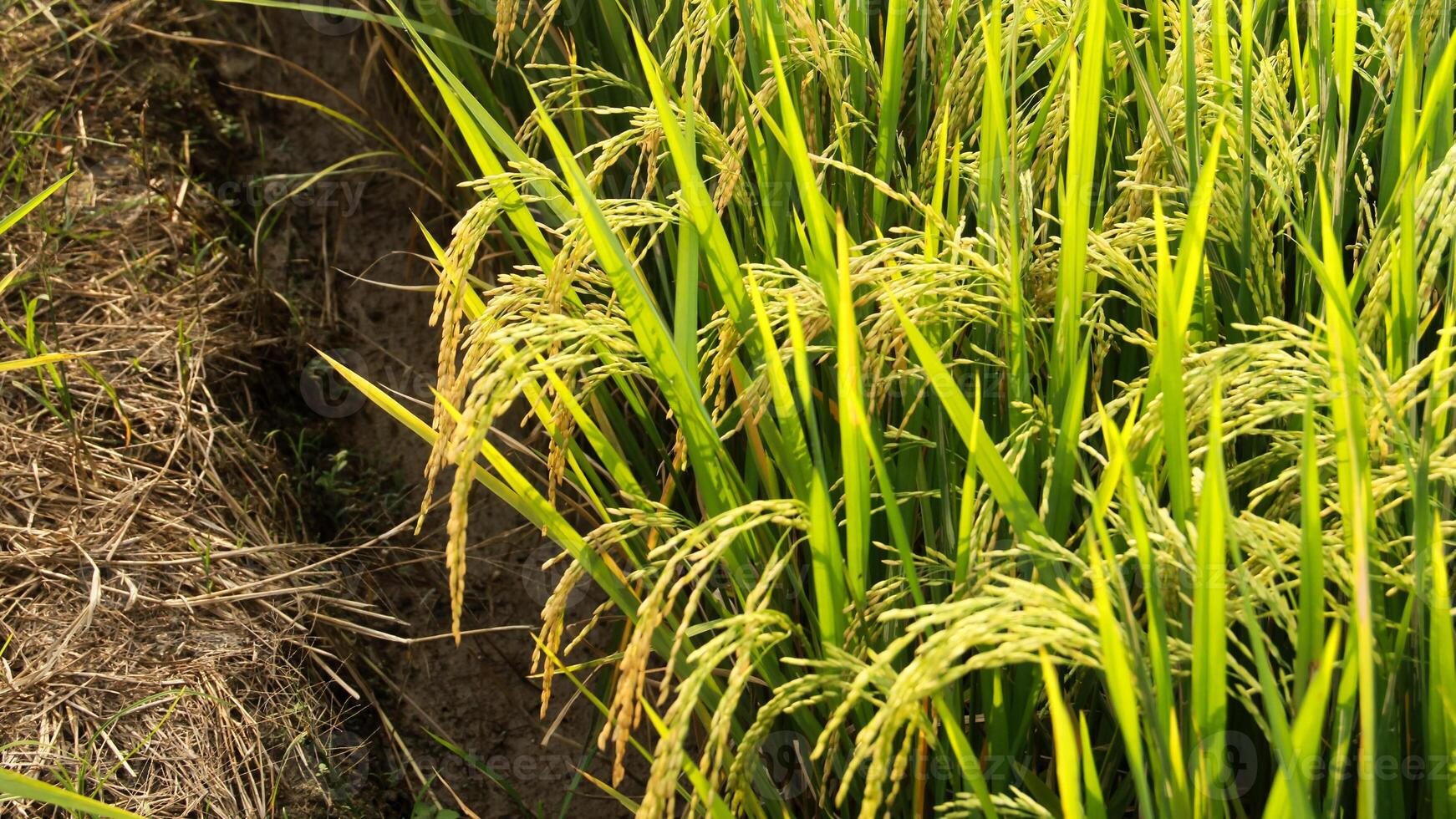 Oryza sativa or rice plant, rice fields that have turned yellow and are ready to be harvested photo