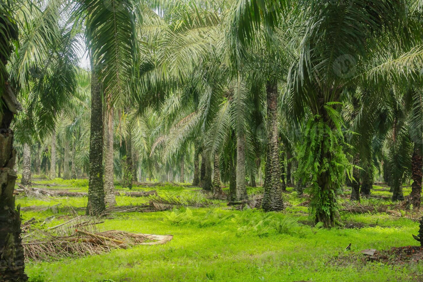 Oil palm or elaeis guineensis, oil palm plantations, neatly arranged oil palm trees, grow abundantly and become a large commodity in Indonesia photo