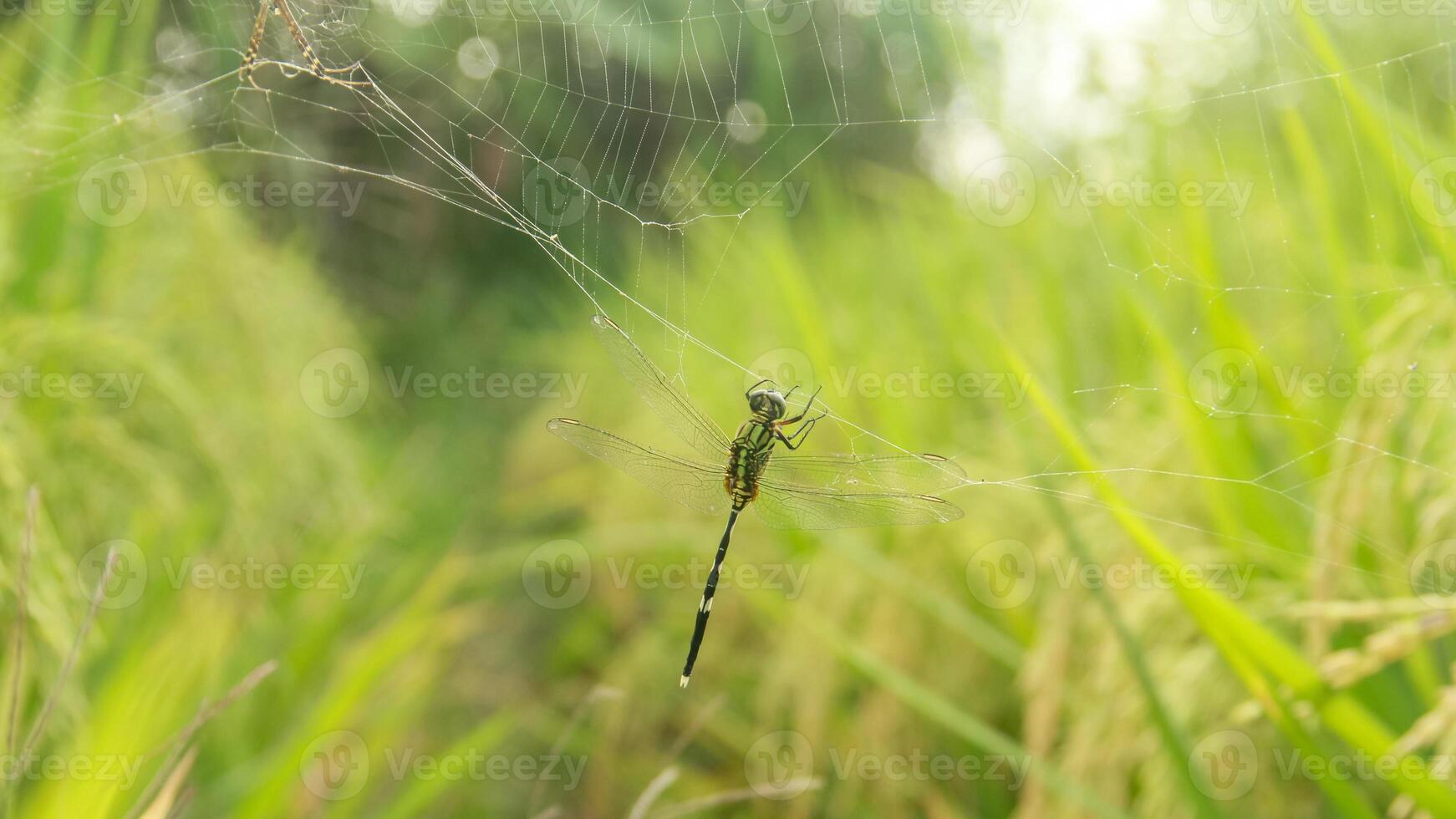 Orthetrum Sabina or rhinoceros dragonfly caught in a spider's web around the rice plant photo