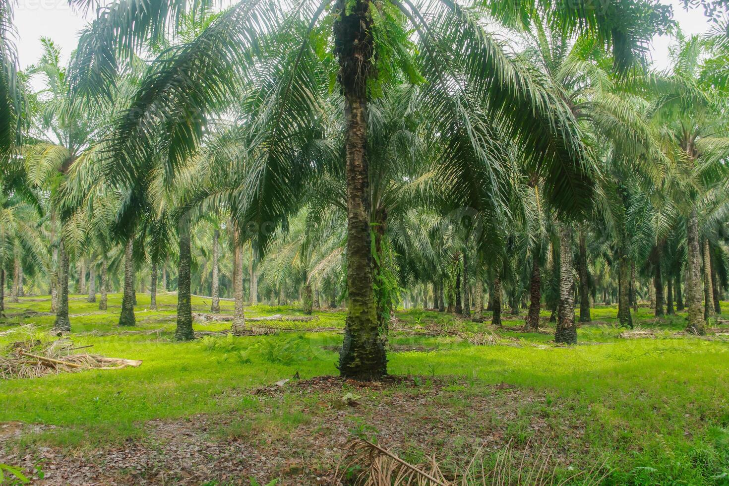 Oil palm or elaeis guineensis, oil palm plantations, neatly arranged oil palm trees, grow abundantly and become a large commodity in Indonesia photo