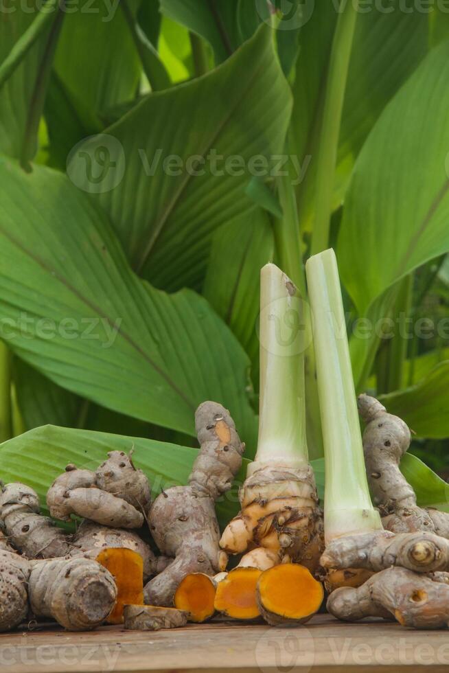 Turmeric or Curcuma longa Linn or rhizome root, a tuber plant that has a distinctive color and aroma photo
