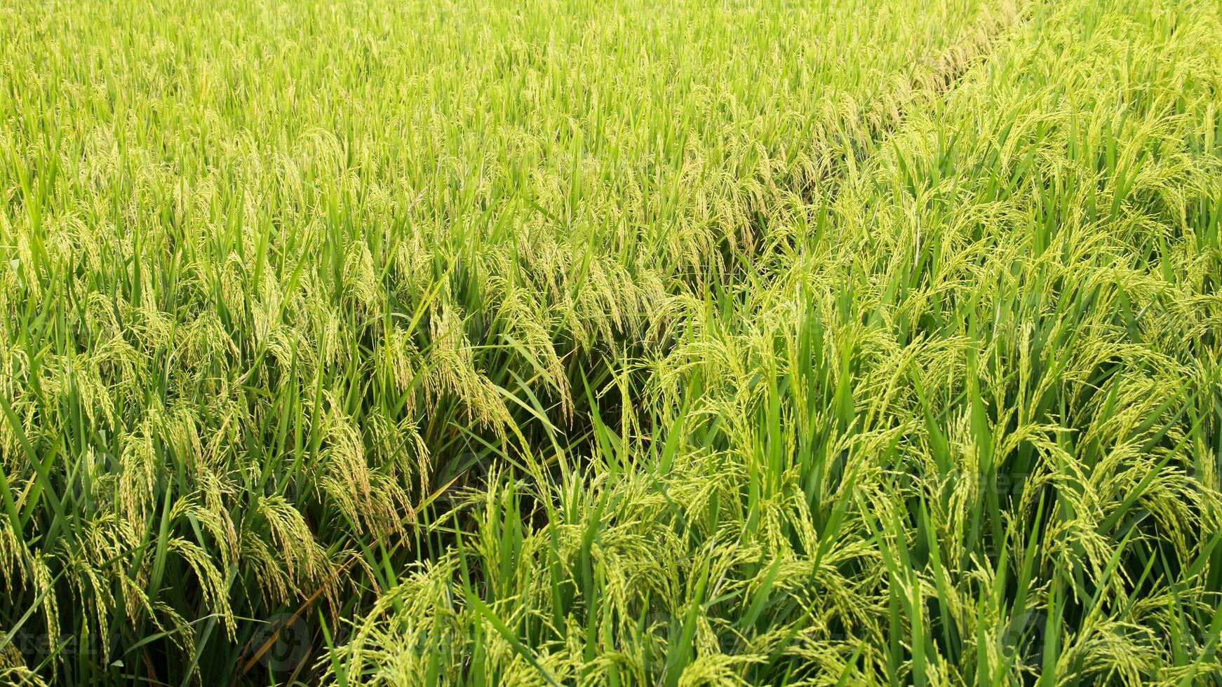 Oryza sativa or rice plant, rice fields that have turned yellow and are ready to be harvested photo
