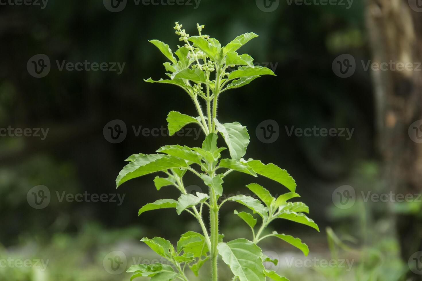 Ocimum Sanctum or ruku-ruku or holy basil leaves in the garden background. Green Holy basil leaf or Ocimum Tenuiflorum tree plant photo