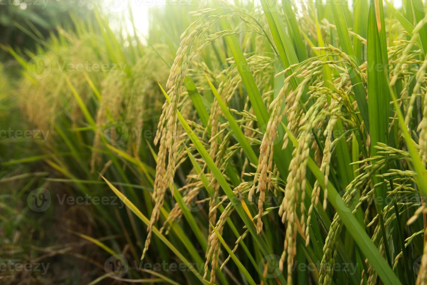 Oryza sativa or rice plant, rice fields that have turned yellow and are ready to be harvested photo