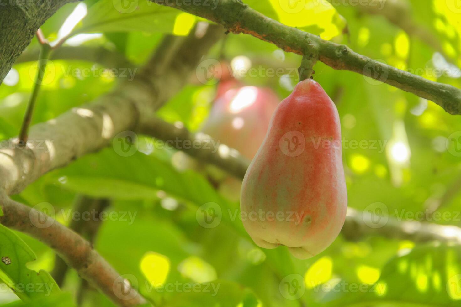 Jamaican guava fruit that is ripe and ready to eat, fresh red Jamaican water guava photo