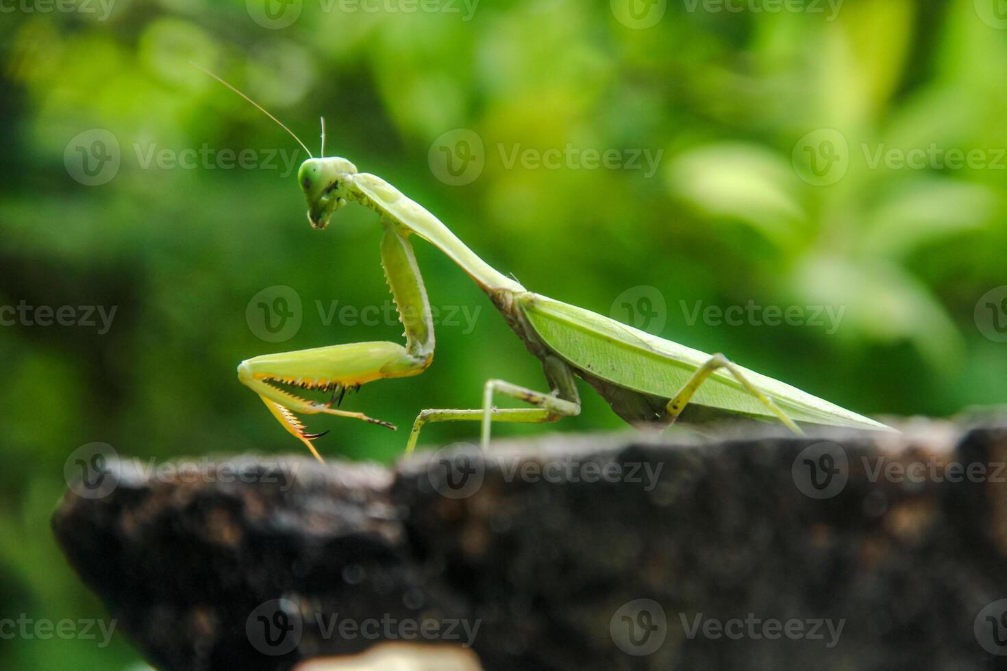 Mantis religiosa or praying mantis is an animal belonging to the order Mantodea photo