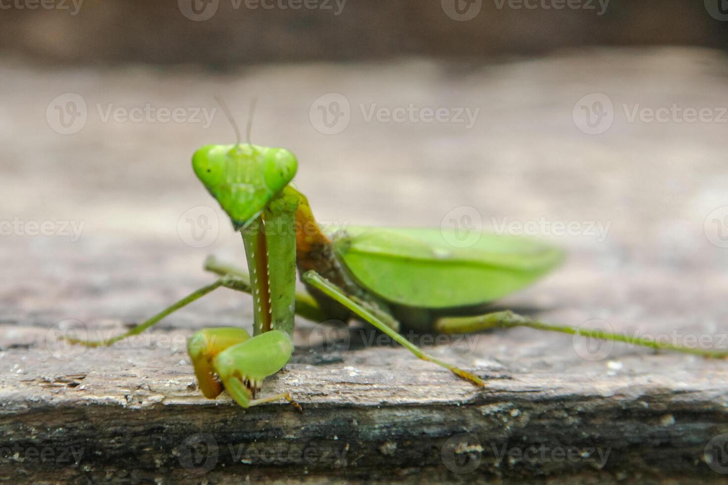 Mantis religiosa or praying mantis is an animal belonging to the order Mantodea photo