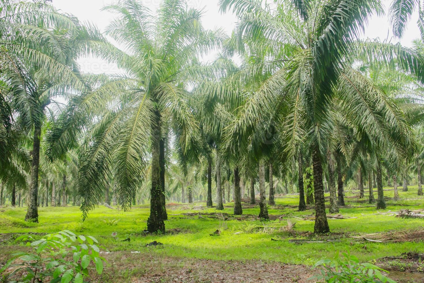 Oil palm or elaeis guineensis, oil palm plantations, neatly arranged oil palm trees, grow abundantly and become a large commodity in Indonesia photo