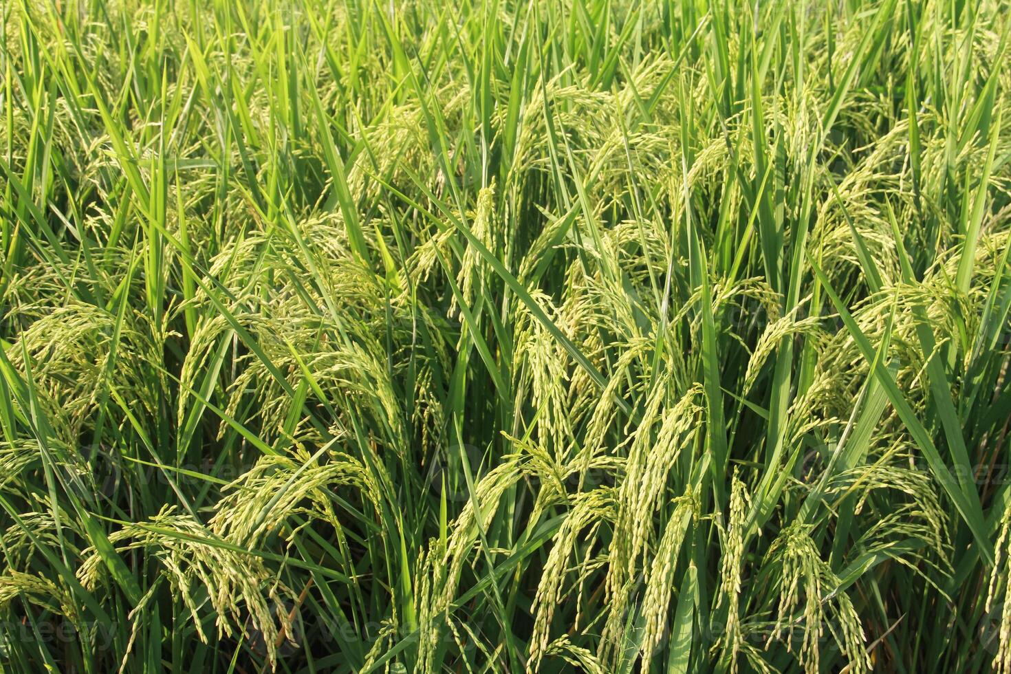 Oryza sativa or rice plant, rice fields that have turned yellow and are ready to be harvested photo