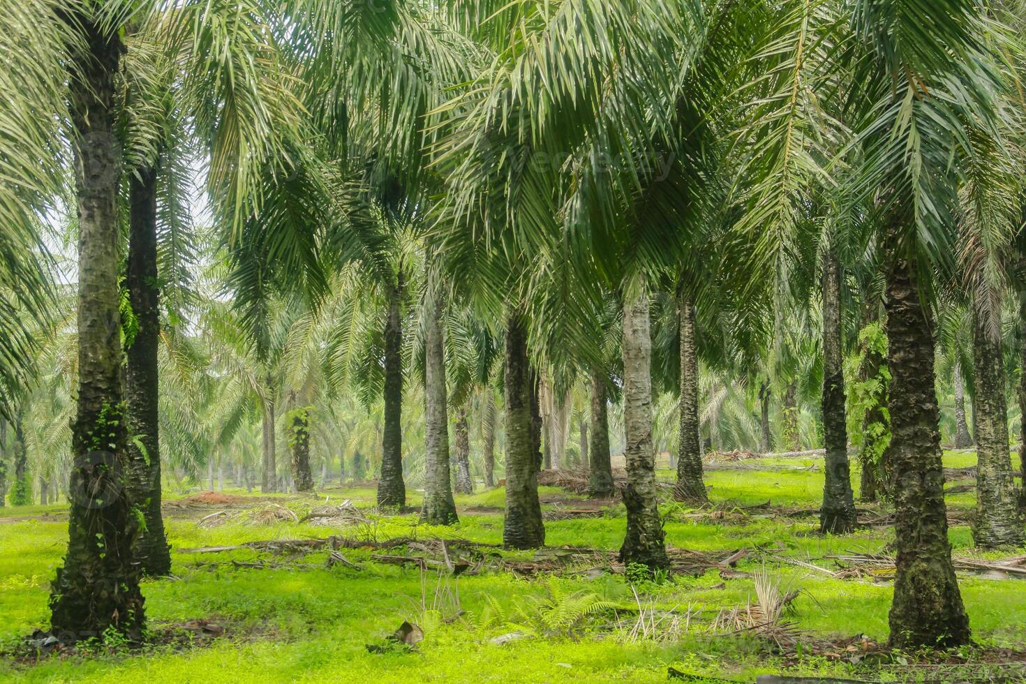 Oil palm or elaeis guineensis, oil palm plantations, neatly arranged oil palm trees, grow abundantly and become a large commodity in Indonesia photo