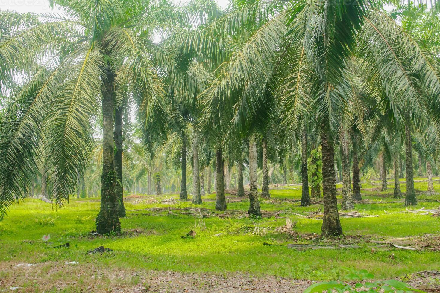 Oil palm or elaeis guineensis, oil palm plantations, neatly arranged oil palm trees, grow abundantly and become a large commodity in Indonesia photo