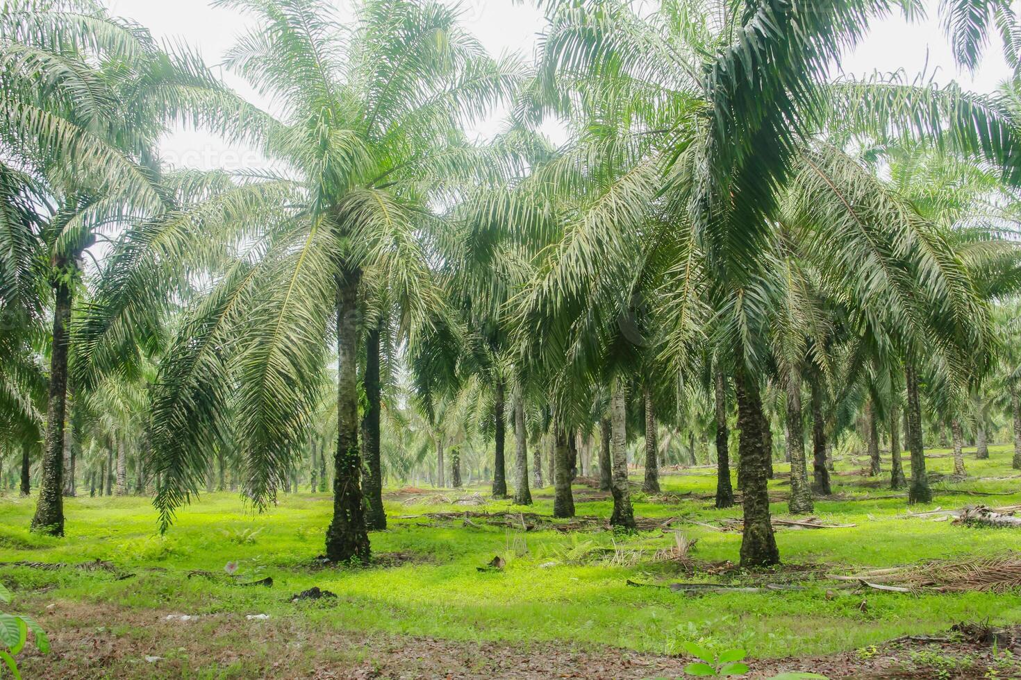 Oil palm or elaeis guineensis, oil palm plantations, neatly arranged oil palm trees, grow abundantly and become a large commodity in Indonesia photo