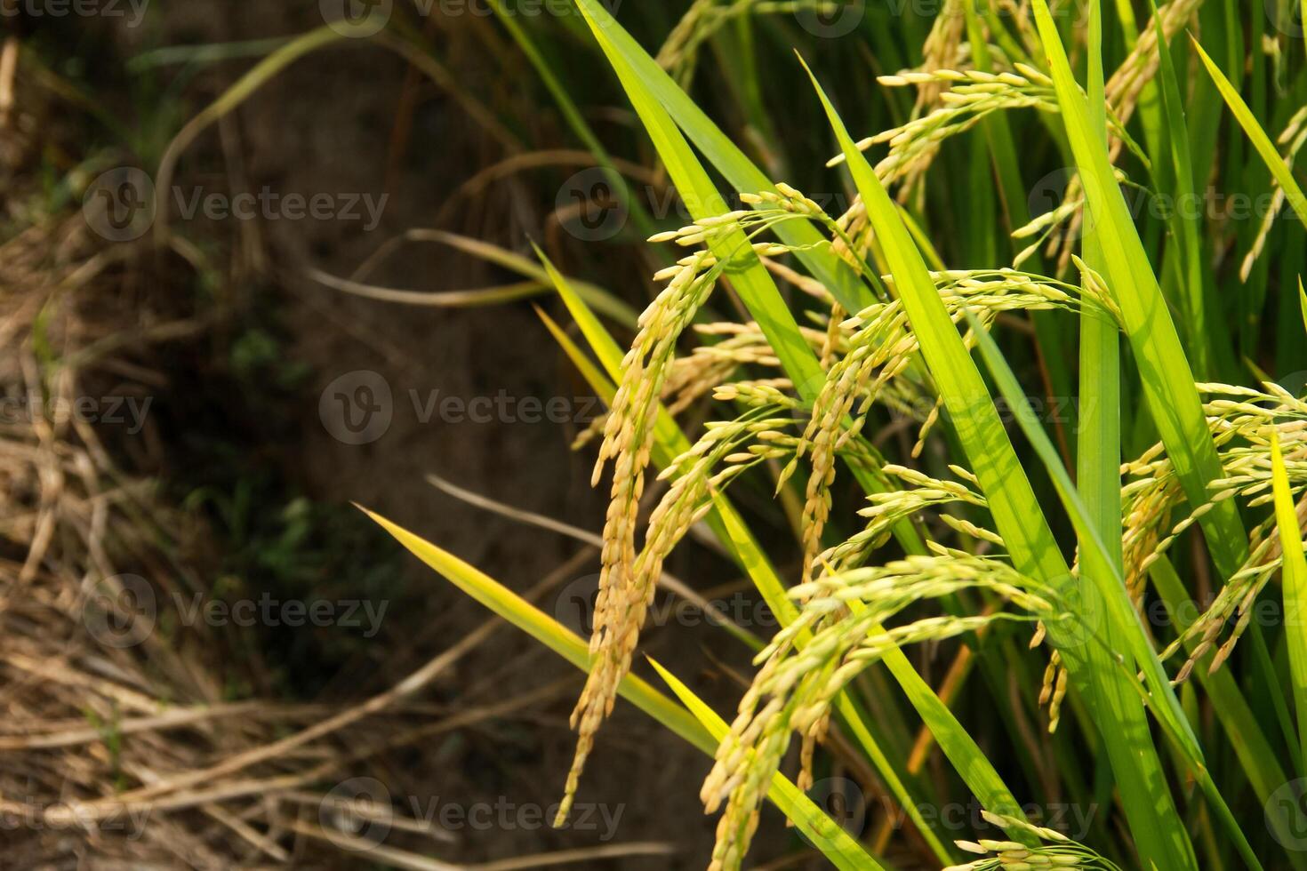 Oryza sativa or rice plant, rice fields that have turned yellow and are ready to be harvested photo