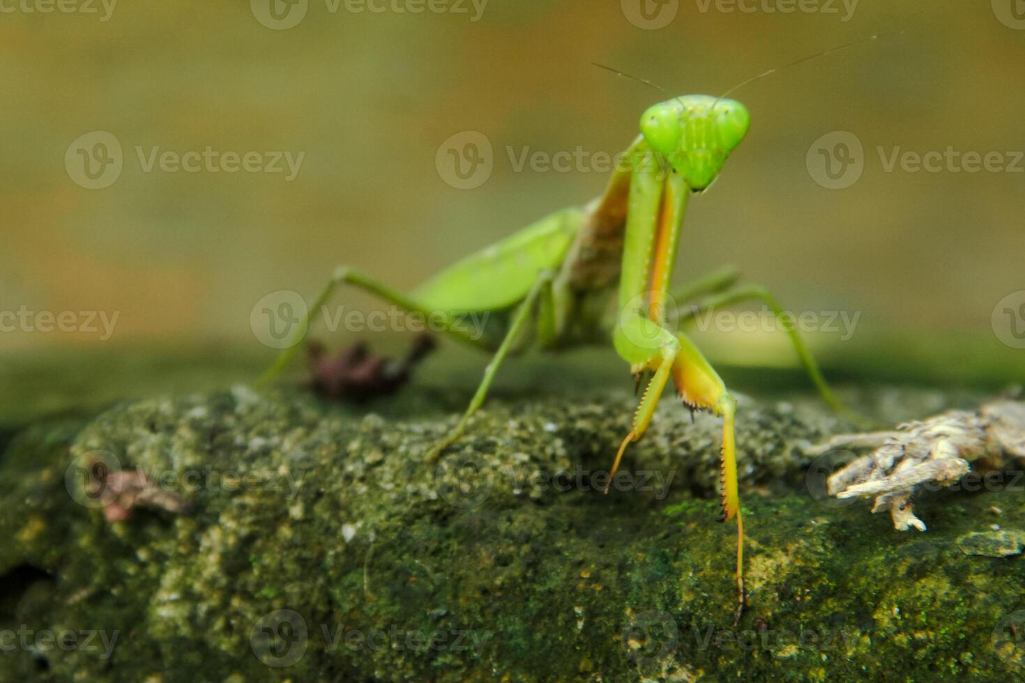 Mantis religiosa or praying mantis is an animal belonging to the order Mantodea photo