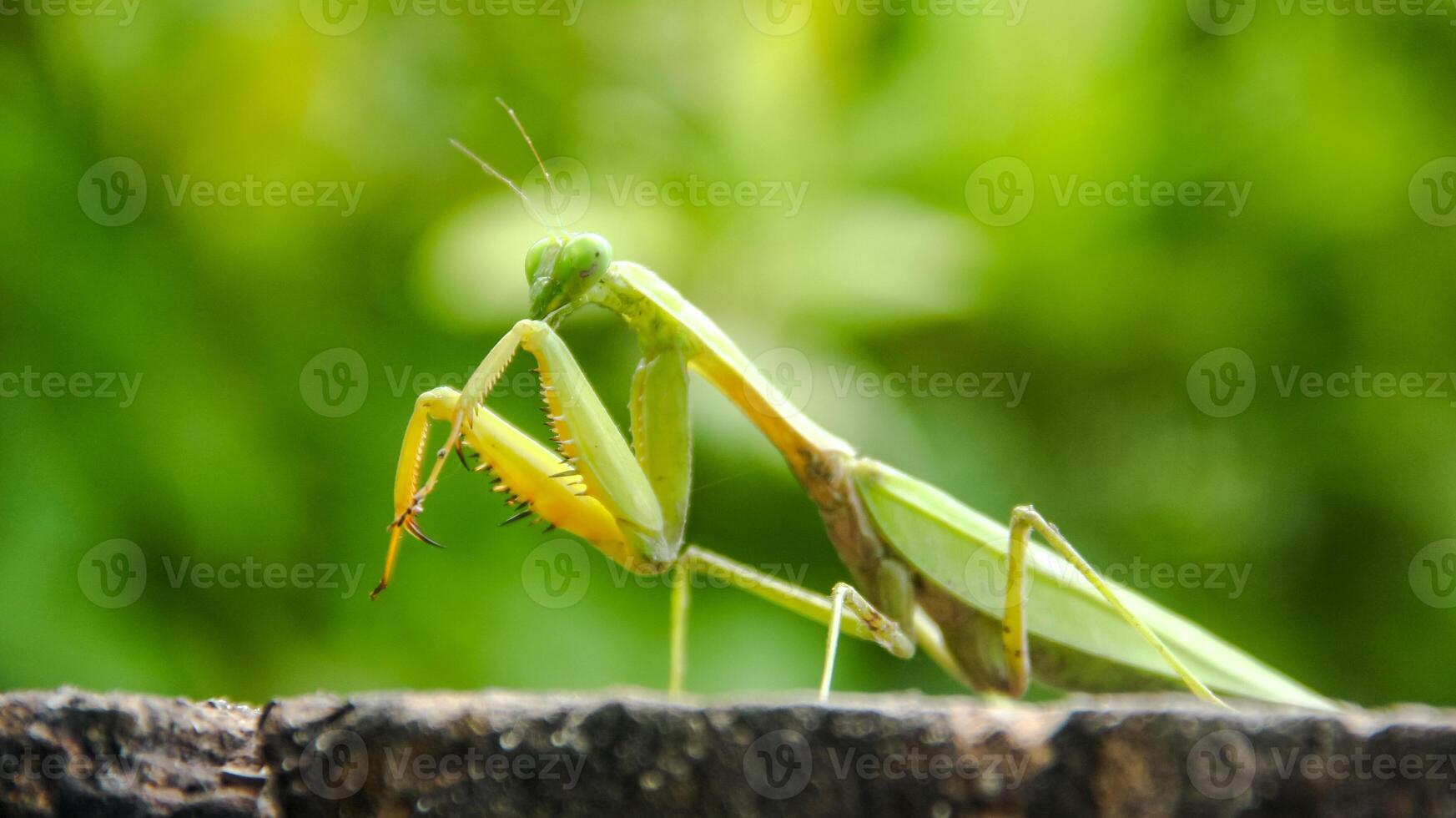 Mantis religiosa or praying mantis is an animal belonging to the order Mantodea photo