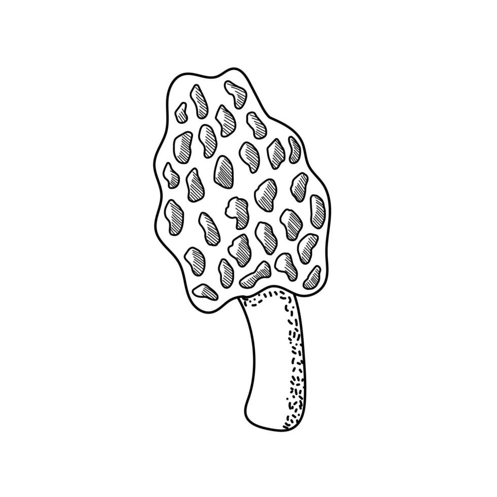 Morel, edible mushrooms in a doodle-style . Mushrooms in a contour, flat illustration. vector