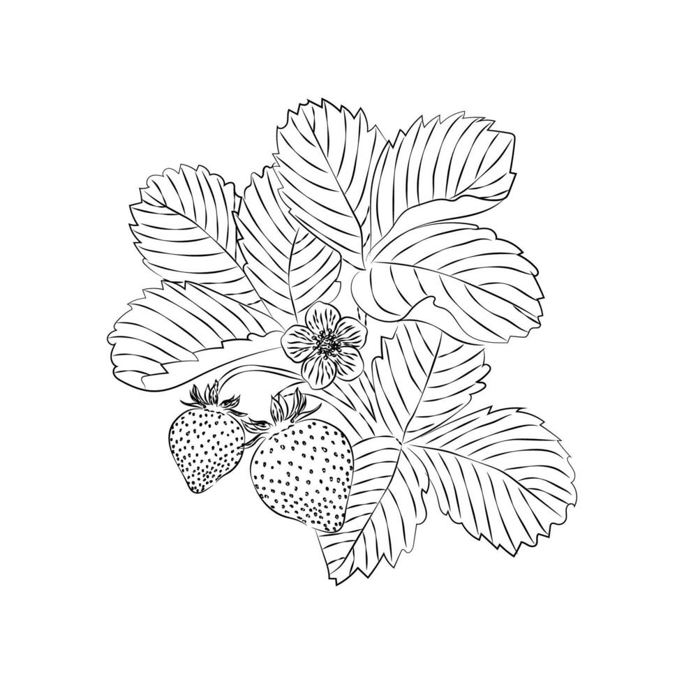 strawberries, strawberries on a branch hand-drawn in the style of line art on a white background. A sketch for the design of packaging, labels, decor, paper materials and logo, art books. vector