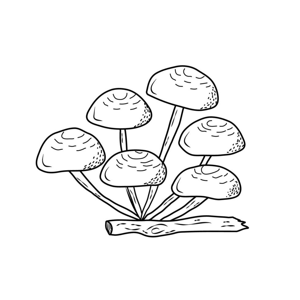 Honey fugus, mushrooms edible mushrooms in a doodle-style . Mushrooms in a contour, flat illustration. vector