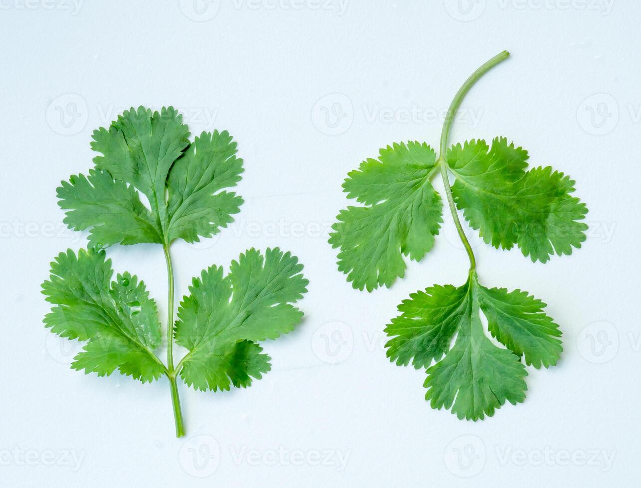 Top view set of fresh green coriander leaves isolated on white background photo