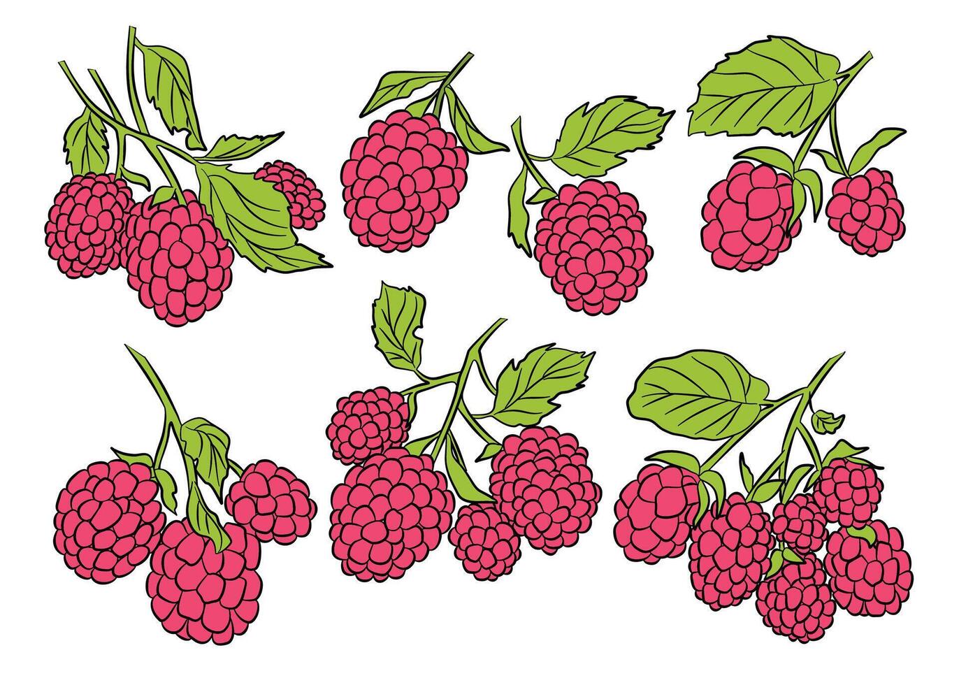 Raspberry Fruit Branch Icon Set. Food Illustration vector