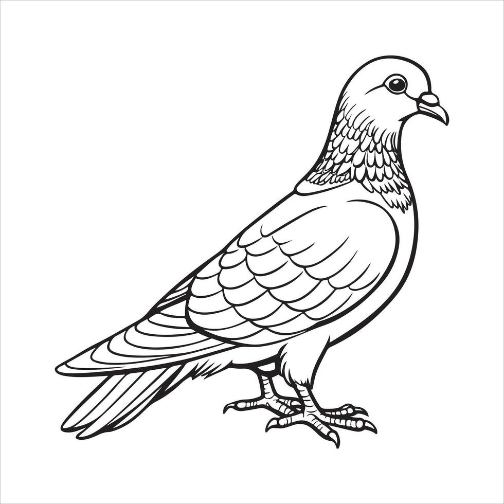 A Pigeon art illustration vector