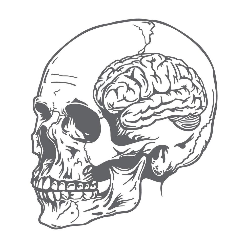 Classic Monochrome Skull with Detailed Brain Anatomy vector