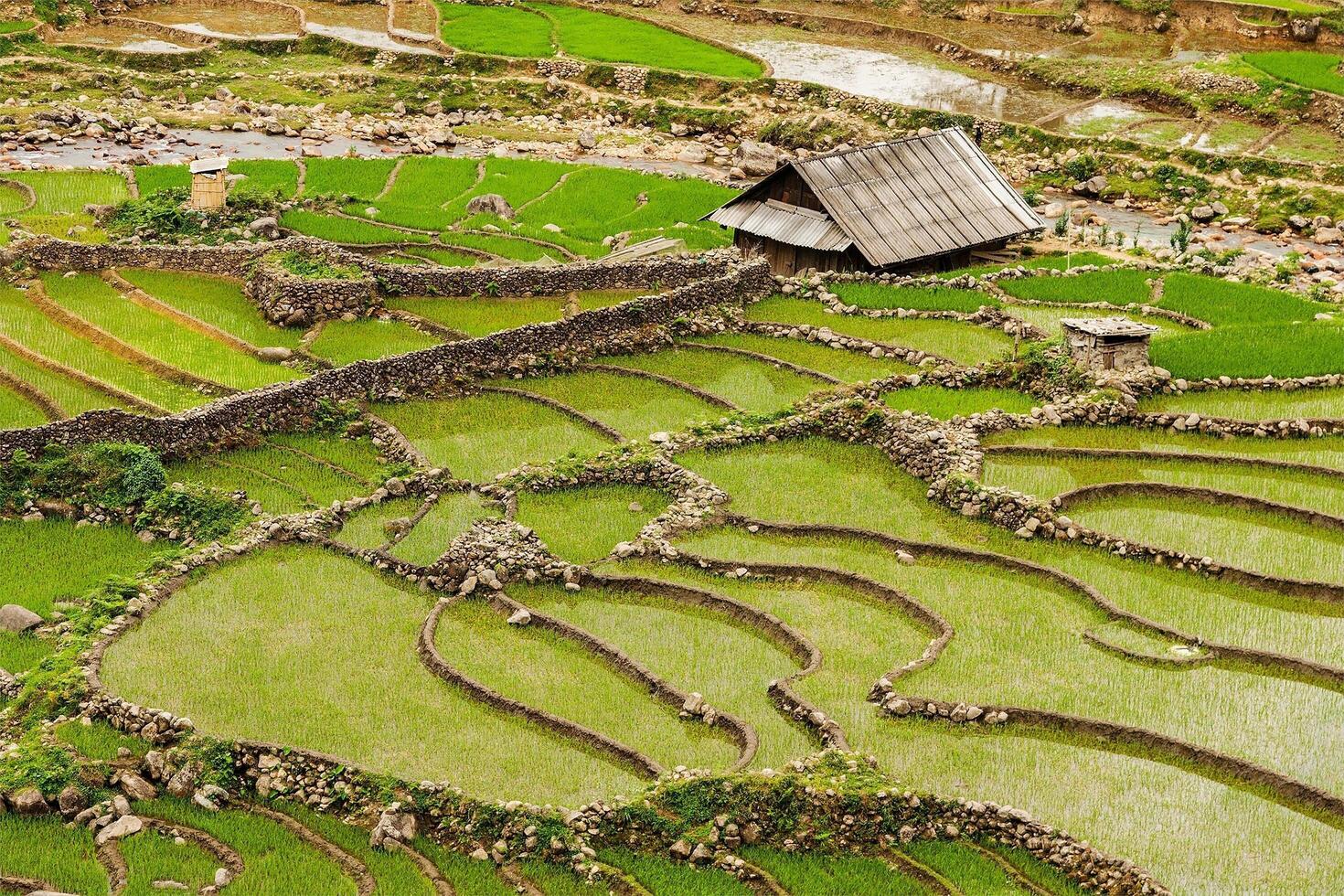 Rice plantations. Vietnam photo
