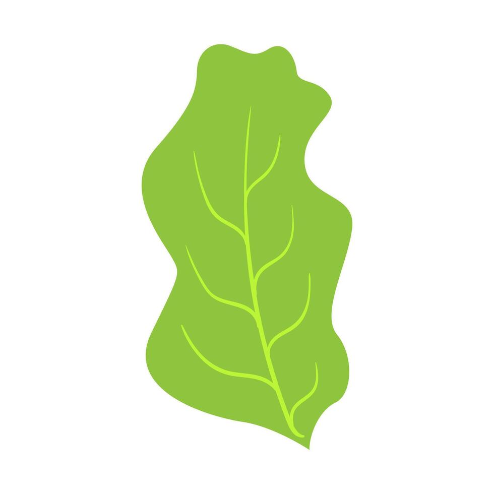 Lettuce leaf. Healthy food, vegetables, greens, diet, proper nutrition, carbohydrates, lifestyle, healthcare, fitness, weight loss or gain, vitamins, fructose. Illustration vector