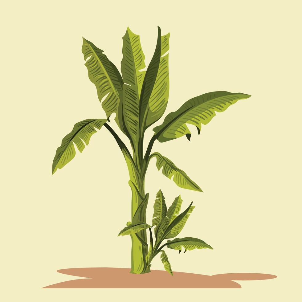 Green Banana trees with Background. vector