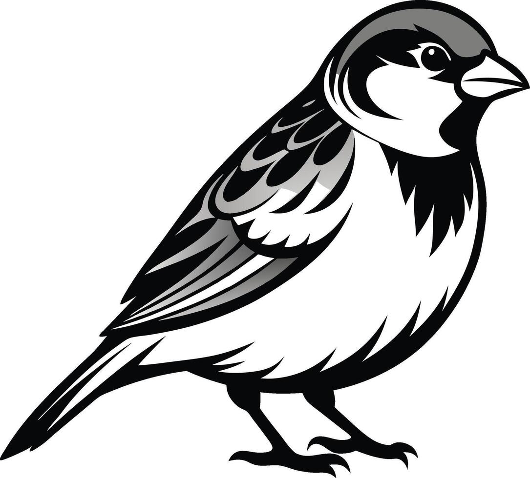white and black sparrow vector