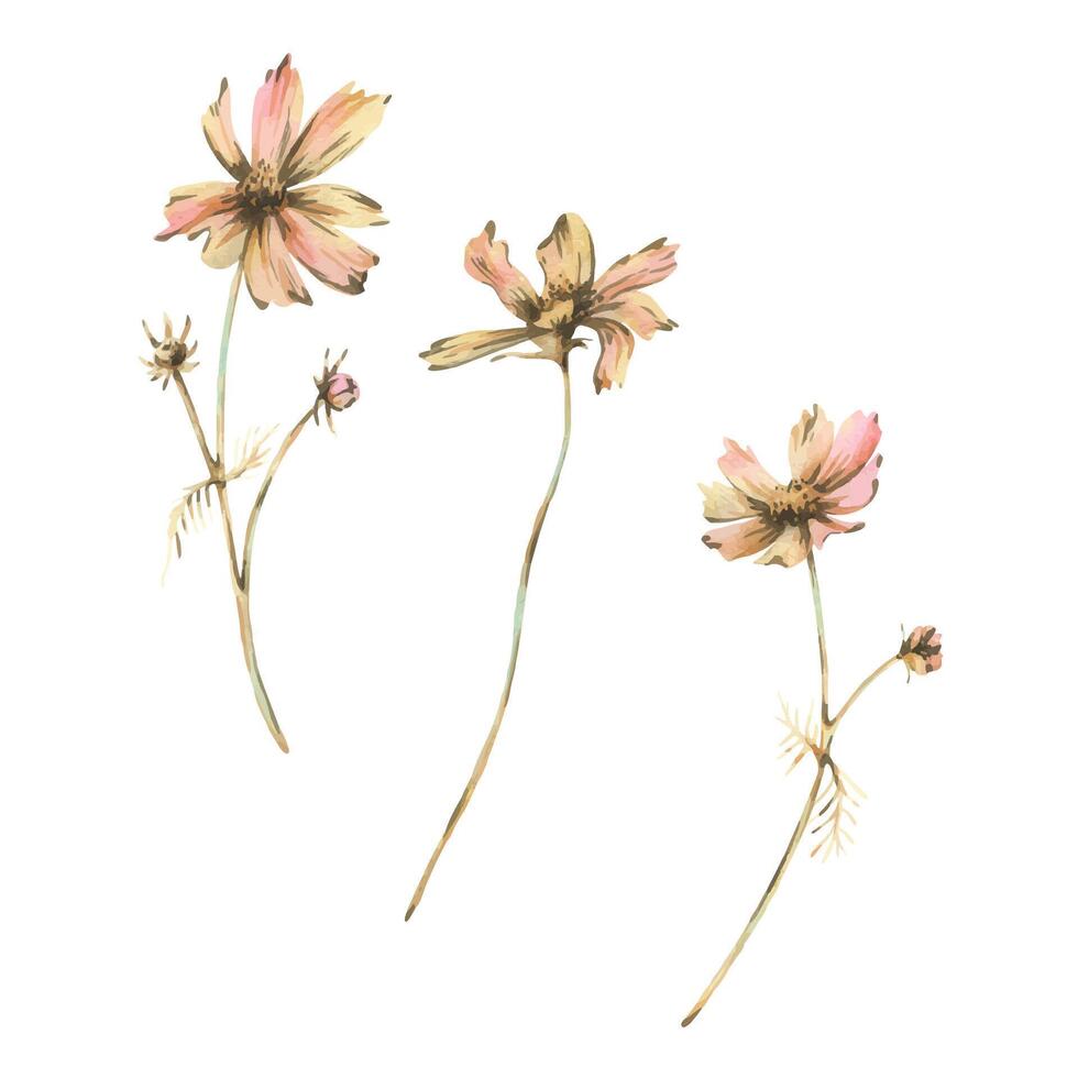 Cosmos three flowers and buds with leaves in ochre brown, pink and turquoise wild meadow dried flowers. Watercolor botanical illustrations hand drawn. Set of elements isolated from the background vector