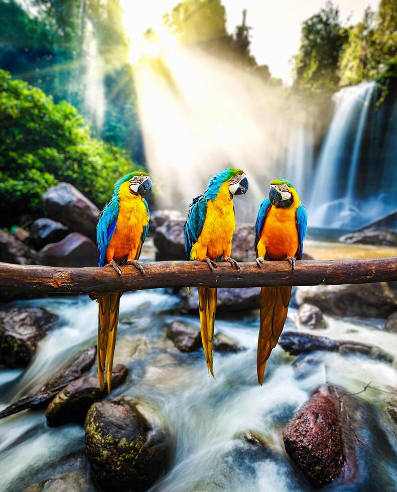 Blue and Yellow Macaw Ara ararauna photo