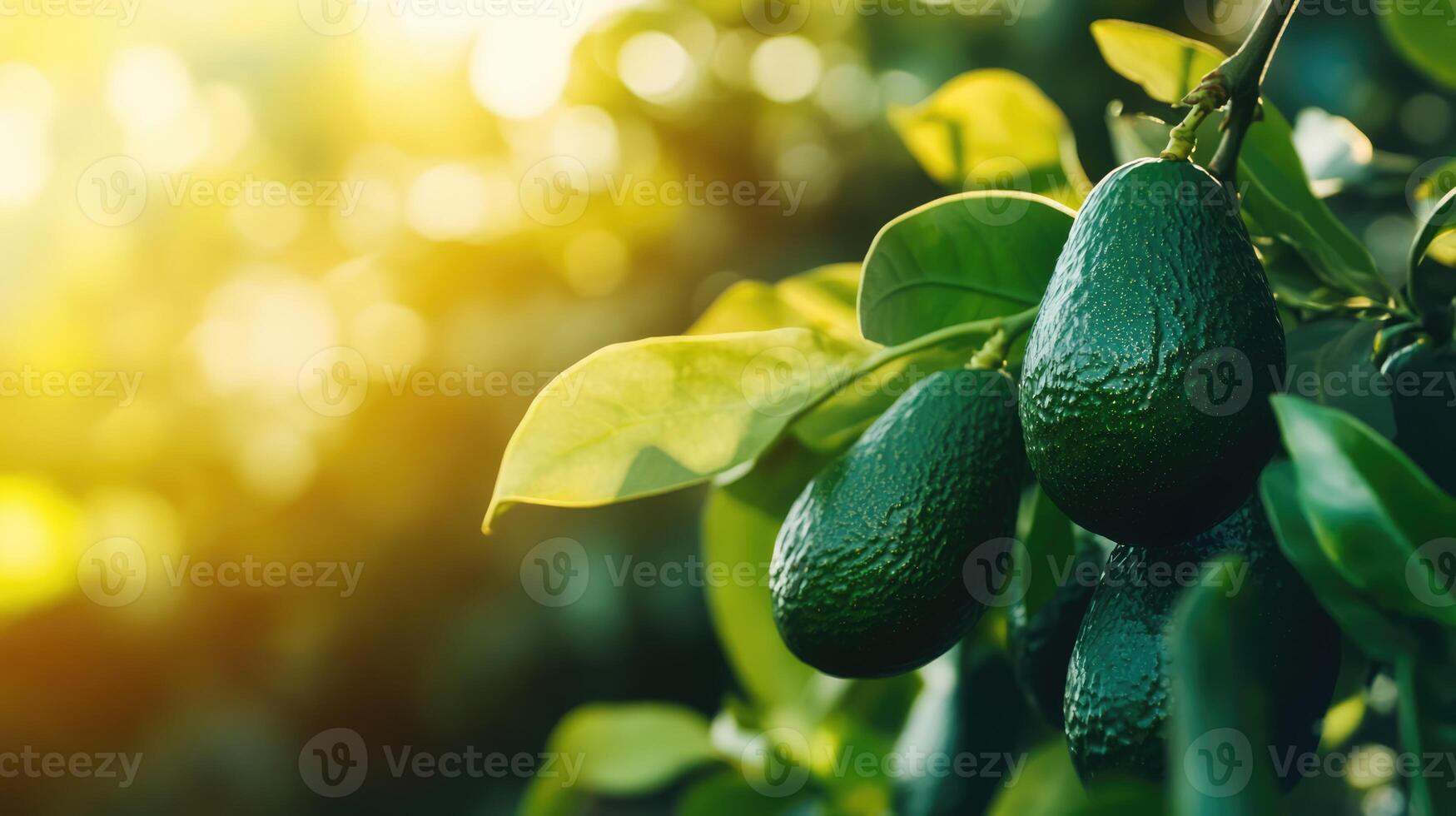 Bunch of avocados on a tree at sunset. Fresh fruits hanging on a branch in the garden photo