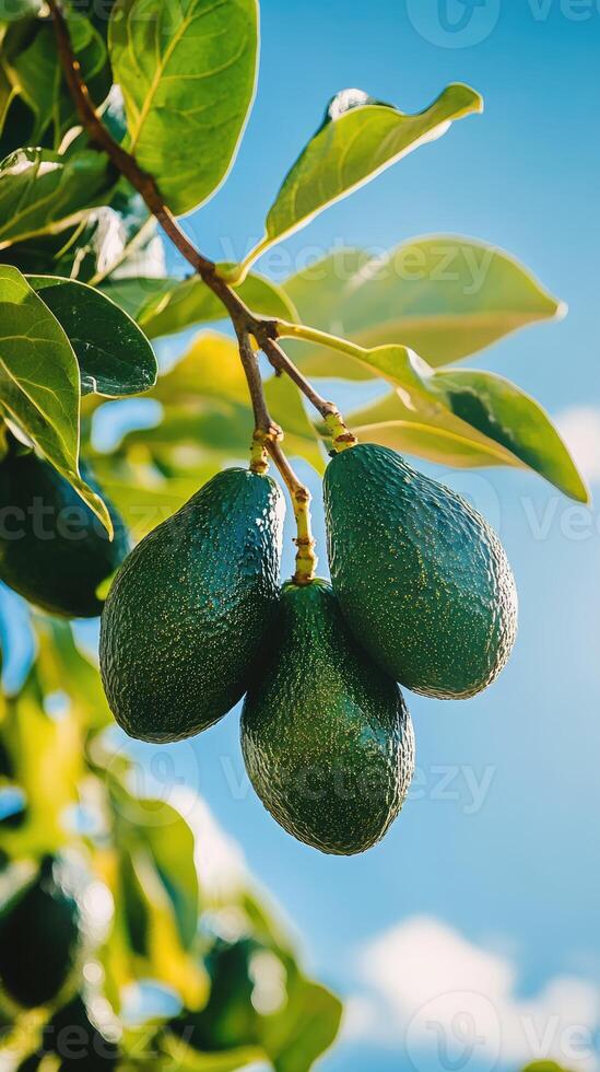 Bunch of avocados on a tree with blue sky background. Fresh fruits hanging on branch in garden on a beautiful sunny day photo