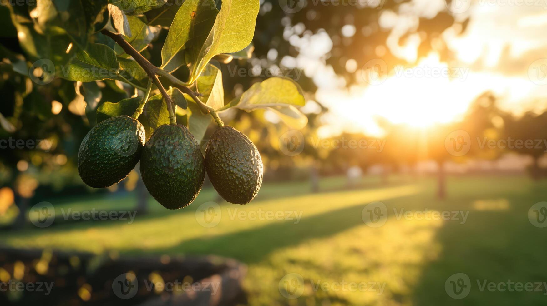 Bunch of avocados on a tree at sunset. Fresh fruits hanging on a branch in the garden photo