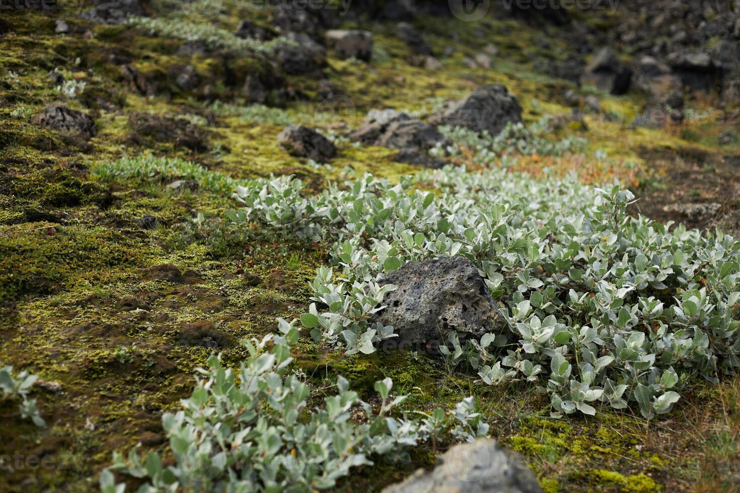 Moss covered lava field in a cloudy day. Iceland photo