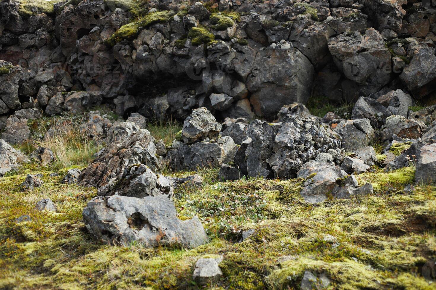 Moss covered lava field in a cloudy day. Iceland photo