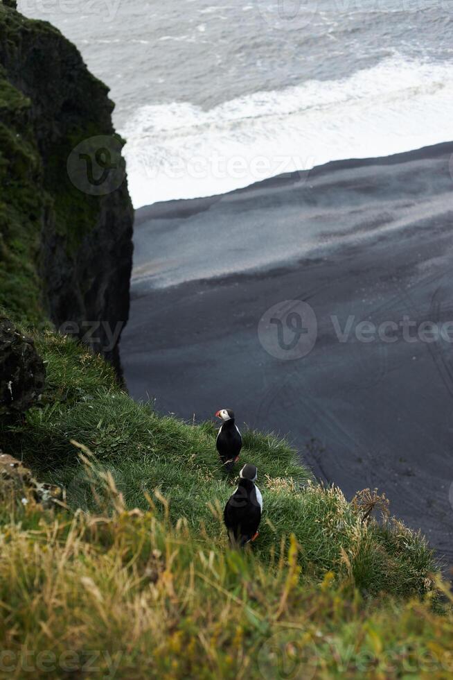 Atlantic puffin near cliffs edge photo