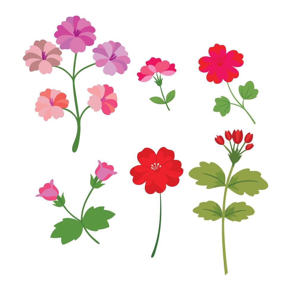Geranium flower set isolated flat illustration on white background vector