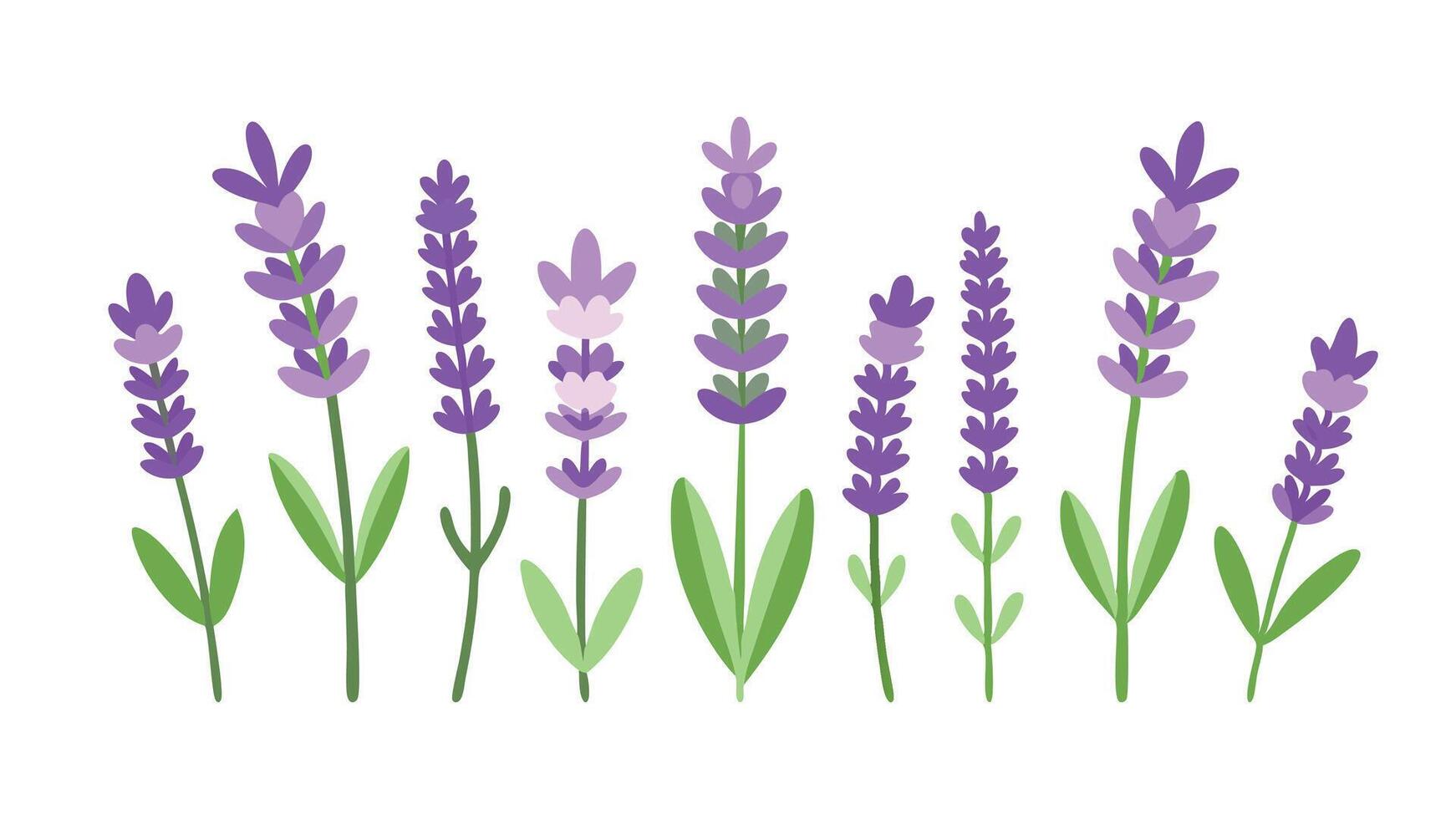 Lavender flower set isolated flat illustration on white background. vector