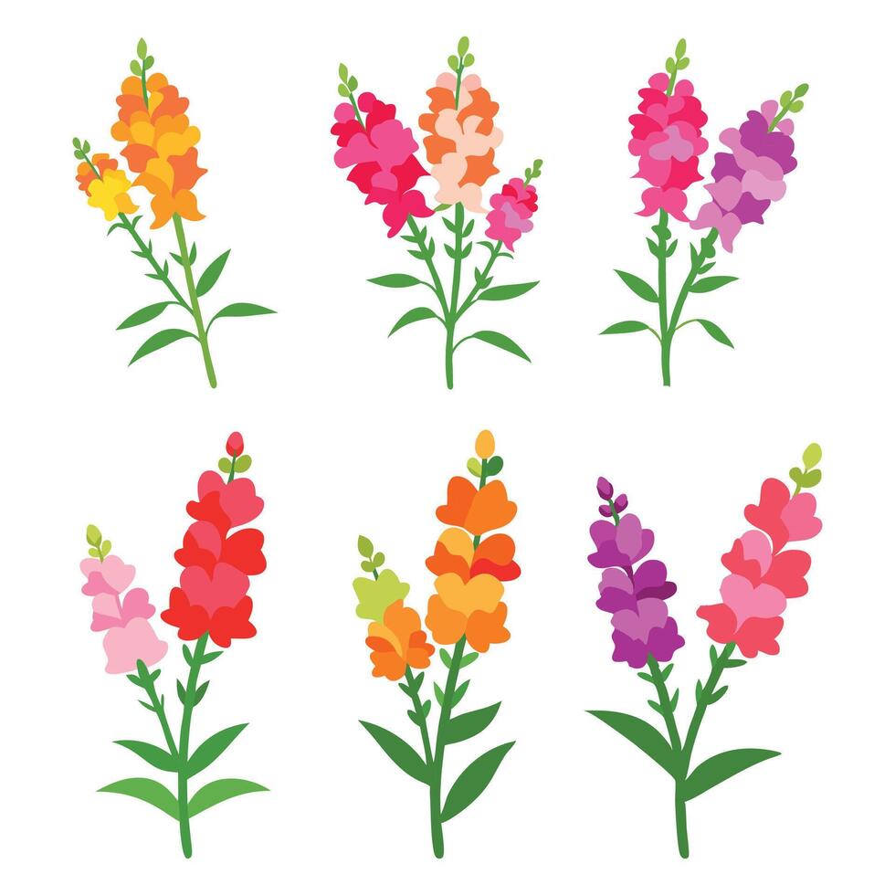 Snapdragon flower set isolated flat illustration on white background vector