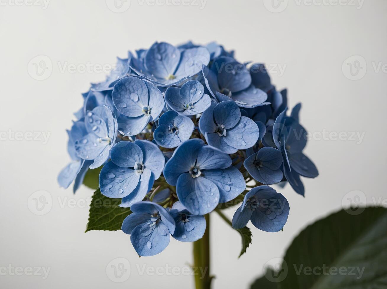 Portrait of a Pristine Blue Hydrangea Bloom adorned with Dew Drops photo