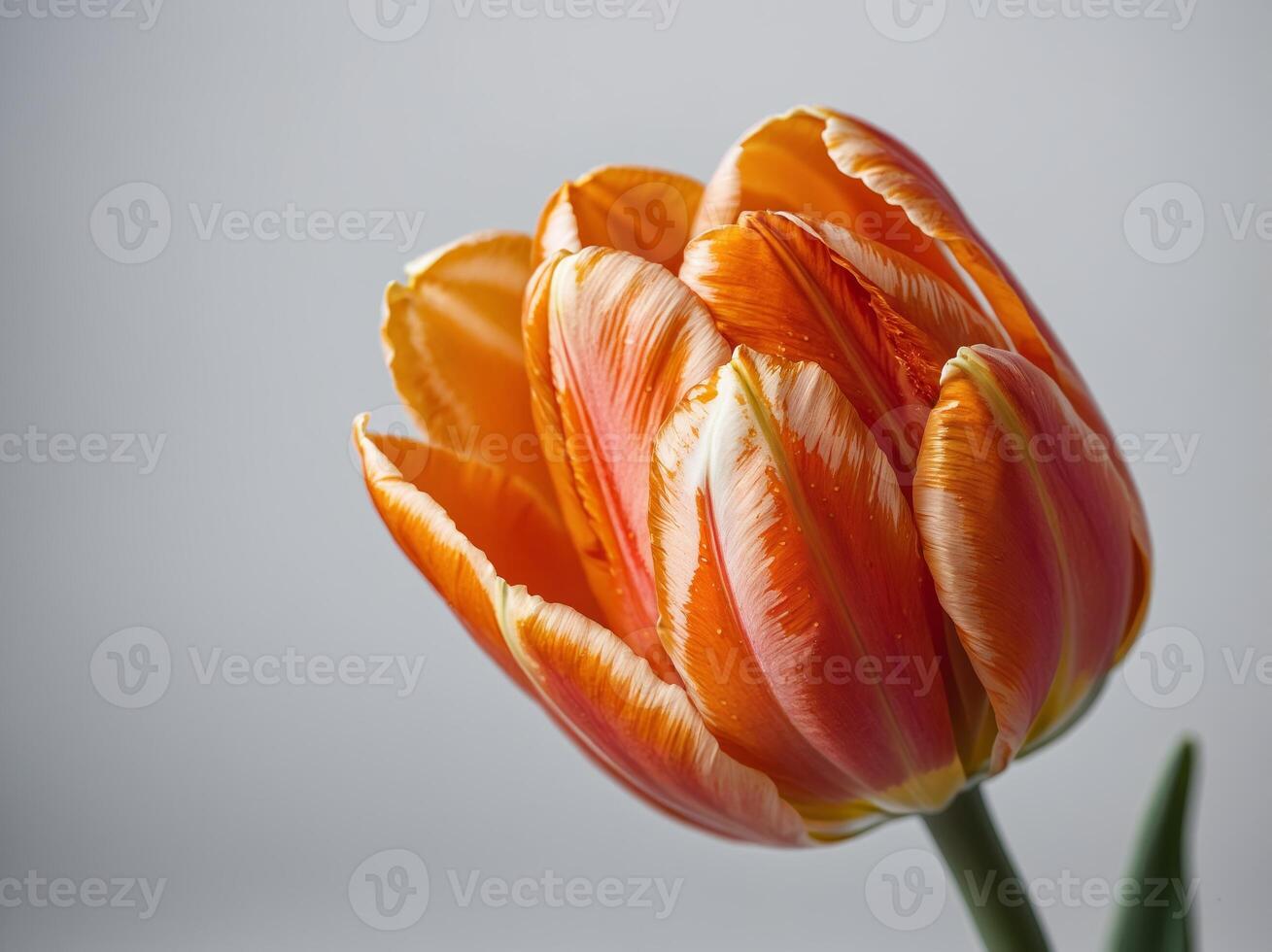 Close up of a Vibrant Orange Tulip in Full Bloom against a Neutral Background photo