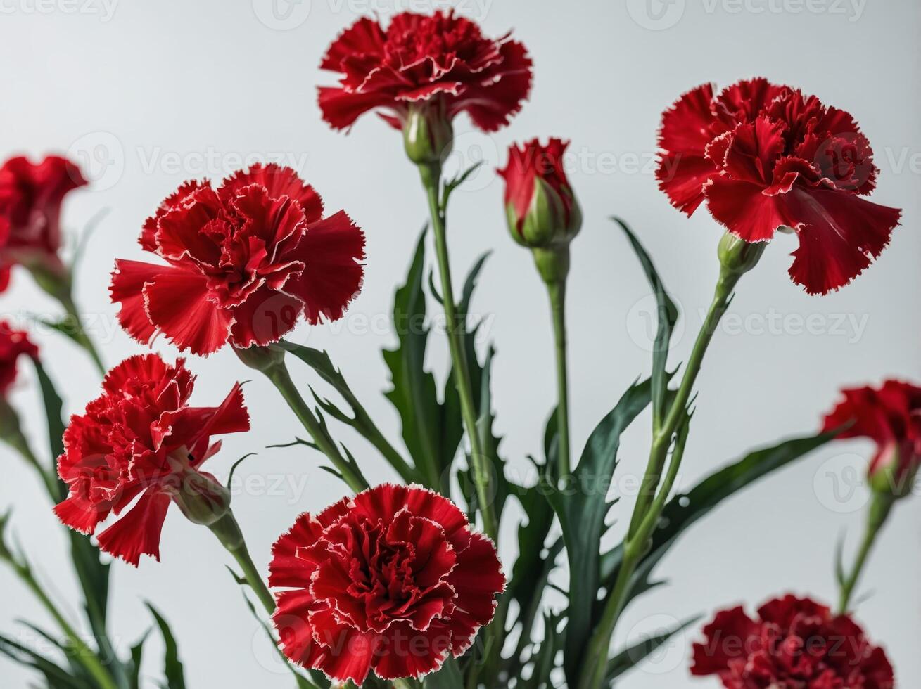 A vivid arrangement of red carnations with serrated edges stands against a soft neutral background photo