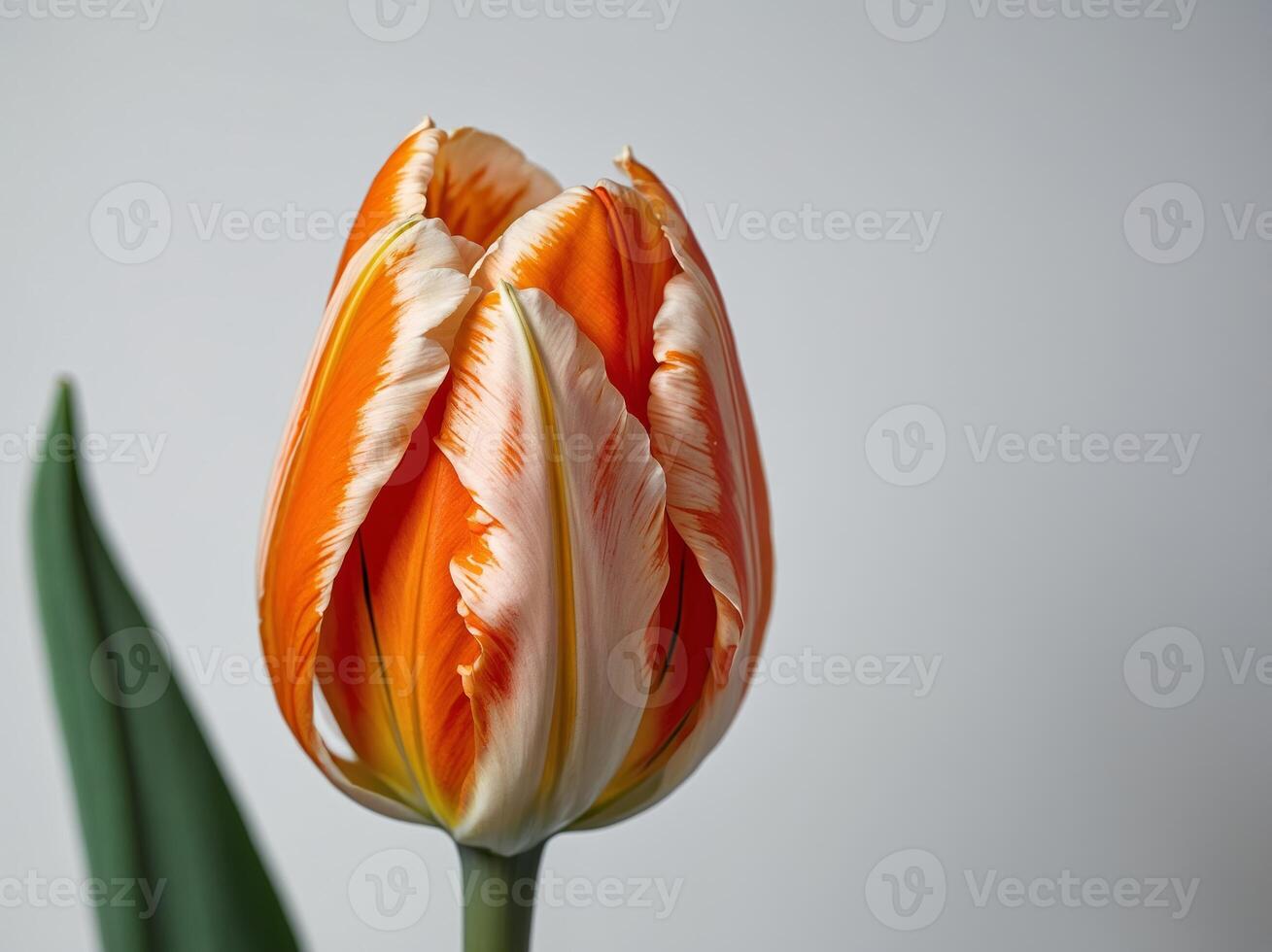 Close-Up of a Vibrant Orange and White Tulip Flower in Bloom Against a Plain Background photo