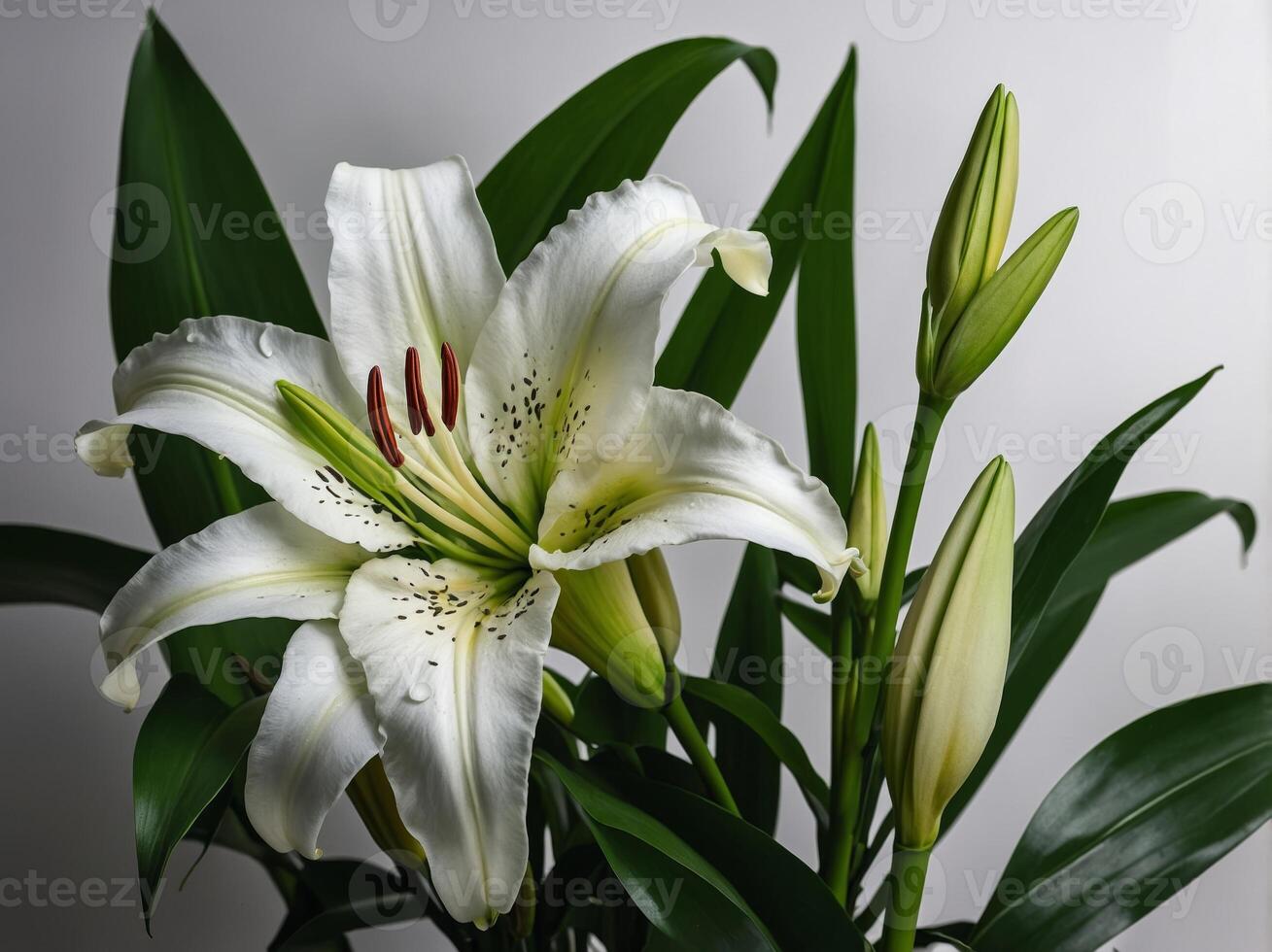 Elegant White Lilies in Bloom with Lush Green Foliage Captured in Natural Light photo