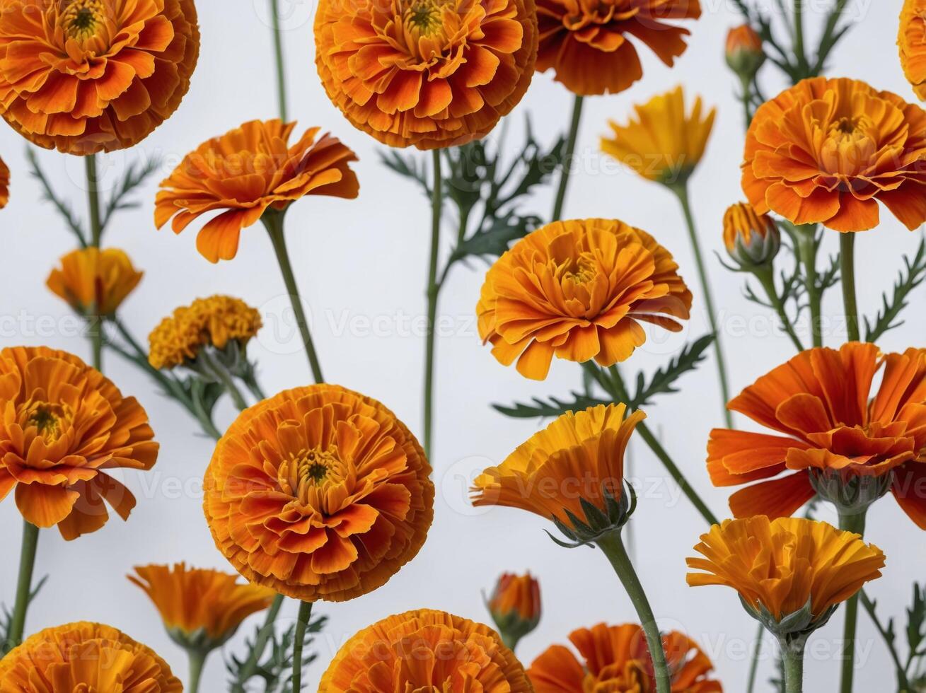 An array of vibrant marigold flowers in full bloom set against a light background photo
