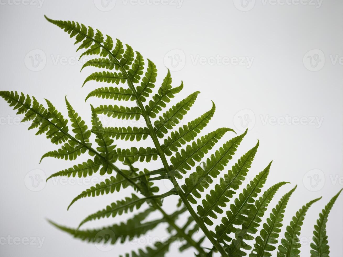 A close up view of a vibrant green fern frond against a soft neutral background photo