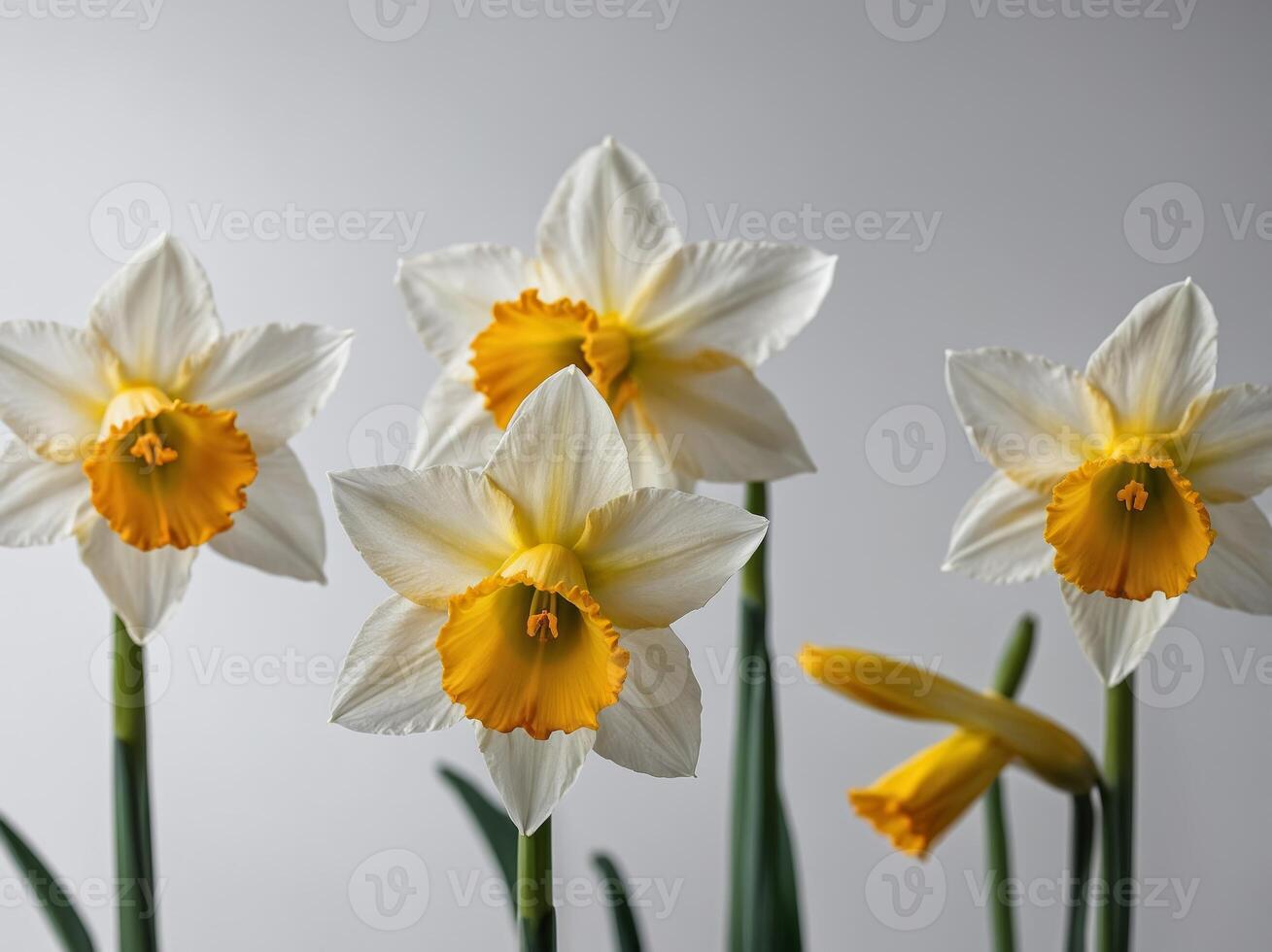 A serene arrangement of white and yellow daffodils against a minimalist gray background photo